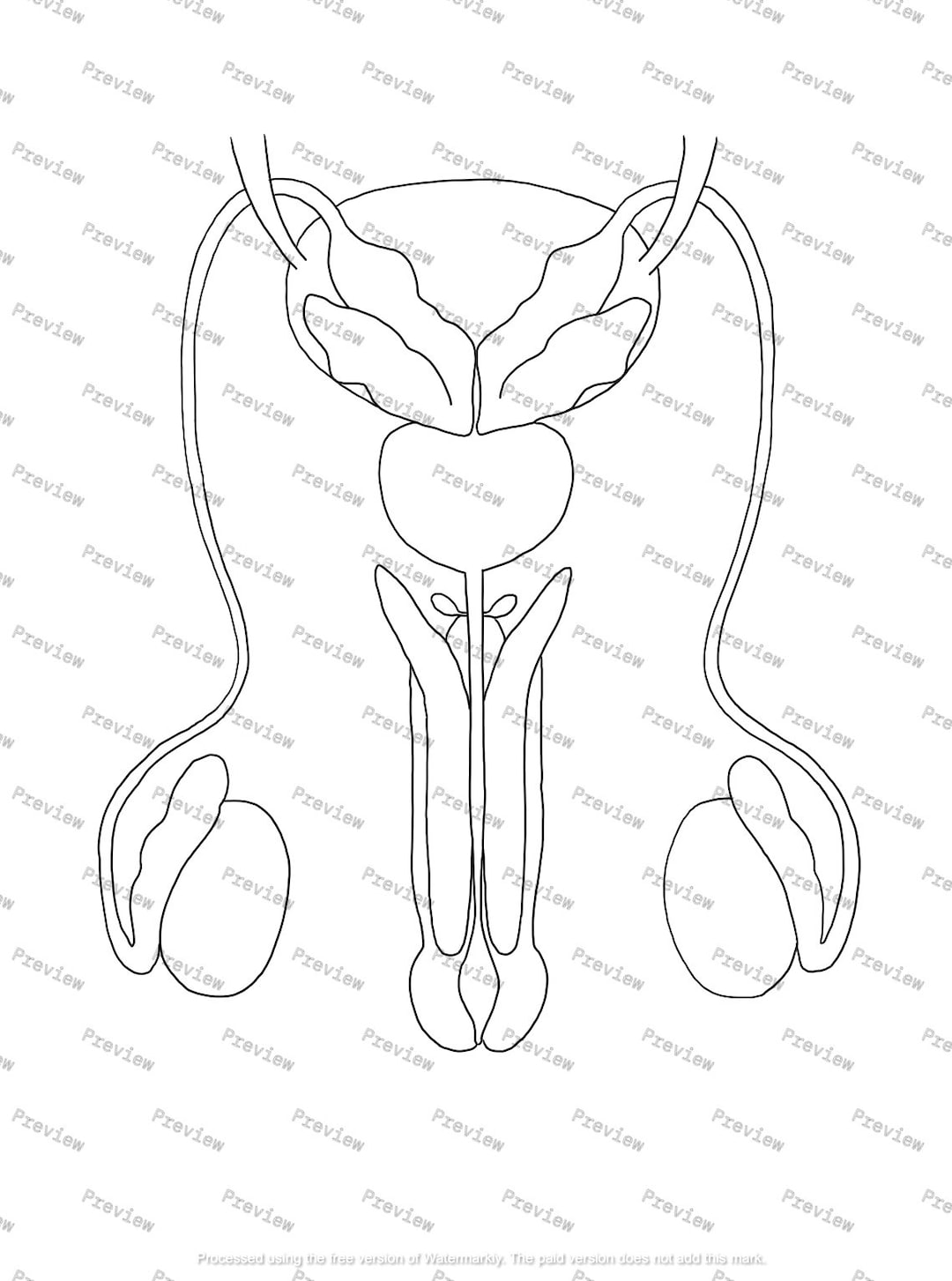 Male Reproductive System Anatomy Drawing Black and White Digital ... Biology Diagrams