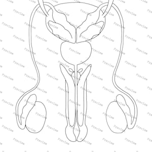 Male reproductive system anatomy drawing — Black and White — digital download