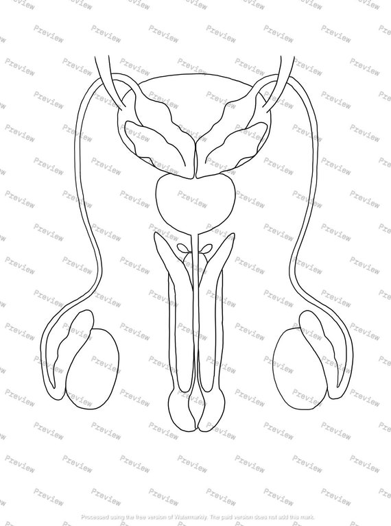 Male reproductive system, vector sketch hand-drawn illustration isolated on  white background, isolated detailed color image of the male reproductive  system, male health Stock Vector | Adobe Stock