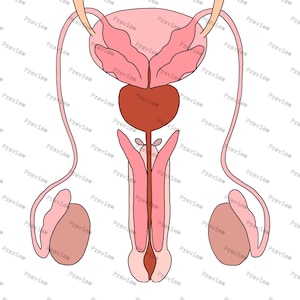 Male reproductive system anatomy drawing — Colored — digital download