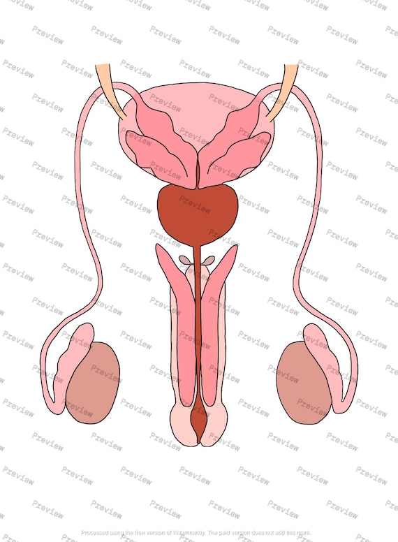 DRAW IT NEAT : How to draw Male reproductive system - Front view | Reproductive  system, Reproductive system project, Basic anatomy and physiology