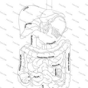 Digestive system anatomy drawing — Black and White — digital download