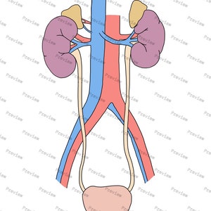 May include: A diagram of the human urinary system, showing the kidneys, ureters, bladder, and urethra. The kidneys are purple, the ureters are yellow, the bladder is pink, and the urethra is red.