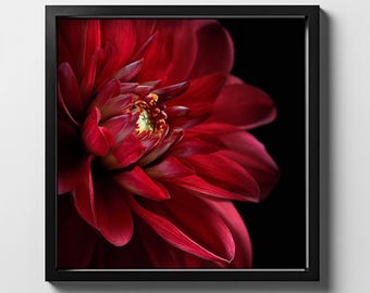 May include: A close-up of a framed print featuring a vibrant red dahlia flower against a black background. The petals are layered and textured, with a yellow and green center. The artwork is displayed in a black frame.