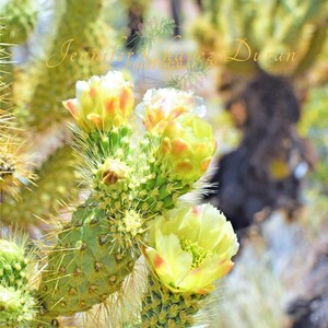 Arizona Kaktus Blumen, Kakteen, Wüste Druck, Wand-Dekor, Wandkunst, Wüstenlandschaft Fotografie, Südwestern Dekor
