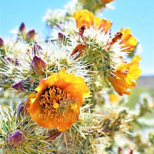 Arizona Kaktus Blumen, Kakteen, Wüste Druck, Wand-Dekor, Wandkunst, Wüstenlandschaft Fotografie, Südwestern Dekor