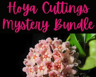 Hoya Cuttings Mystery Bundles 3,4,5 or 6 clippings pack-Hoya Houseplant cuttings,hoya carnosa