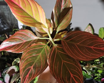 Aglaonema Red Vein, Chinese evergreen, 4 inch pot, easy care house plants, plant gift for mother's day