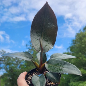 Philodendron Black Cardinal, 4 inch Pot, Live Plant, Indoor Air Purifier, unique leaf image 3