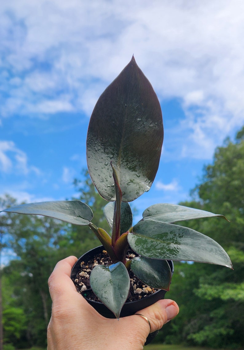 Philodendron Black Cardinal, 4 inch Pot, Live Plant, Indoor Air Purifier, unique leaf image 3