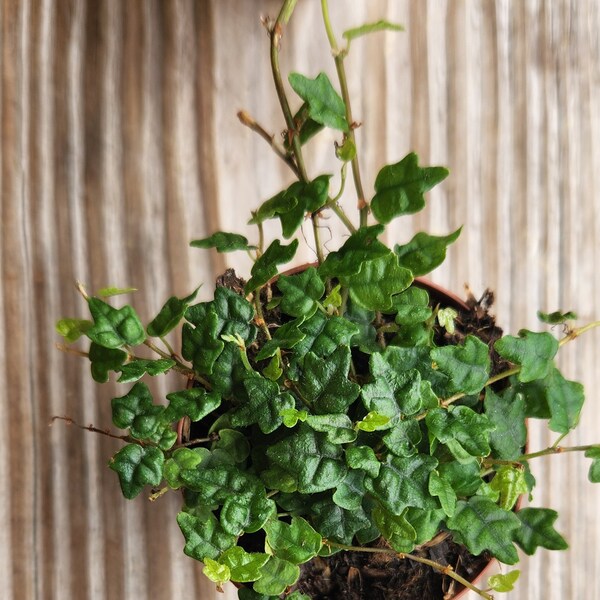 2” String of Frogs Ficus Pumila Quercifolia Miniature oak leaf