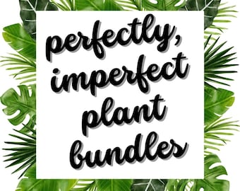 Perfectly, Imperfect Plant Bundles, imperfect box of plants, multiple sizes