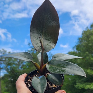 Philodendron Black Cardinal, 4 inch Pot, Live Plant, Indoor Air Purifier, unique leaf image 2