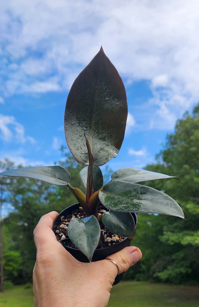 Philodendron Black Cardinal, 4 inch Pot, Live Plant, Indoor Air Purifier, unique leaf image 2