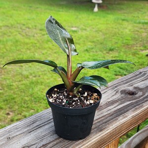 Philodendron Black Cardinal, 4 inch Pot, Live Plant, Indoor Air Purifier, unique leaf image 5