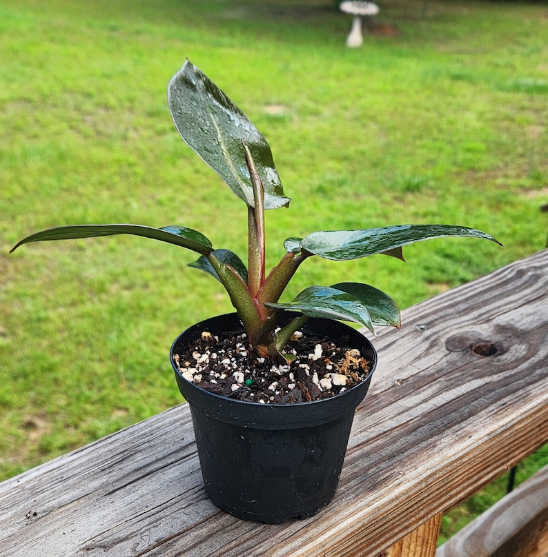Philodendron Black Cardinal, 4 inch Pot, Live Plant, Indoor Air Purifier, unique leaf image 5