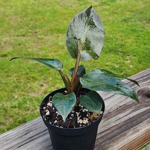 Philodendron Black Cardinal, 4 inch Pot, Live Plant, Indoor Air Purifier, unique leaf image 1