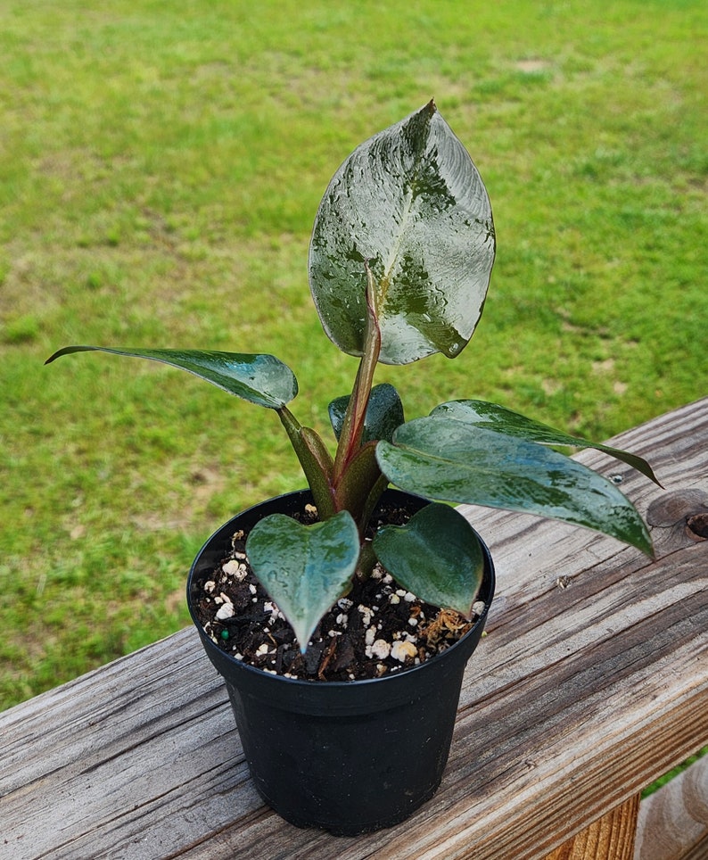 Philodendron Black Cardinal, 4 inch Pot, Live Plant, Indoor Air Purifier, unique leaf image 1