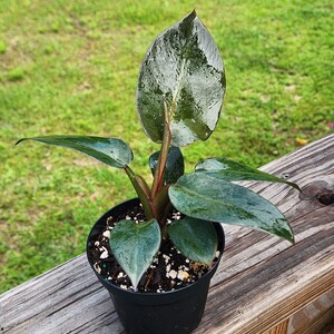 Philodendron Black Cardinal, 4 inch Pot, Live Plant, Indoor Air Purifier, unique leaf image 4