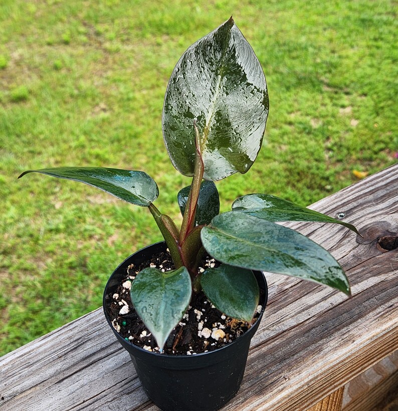Philodendron Black Cardinal, 4 inch Pot, Live Plant, Indoor Air Purifier, unique leaf image 4