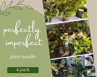 Imperfect House Plant Bundles, imperfect box of plants, 4 plant bundle, slightly damaged plants, less than perfect