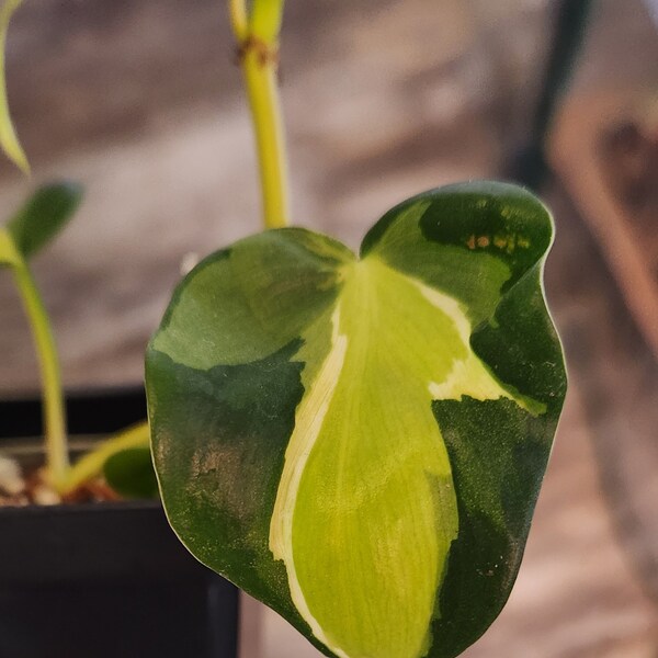 Philodendron Cream Splash, Philodendron hederaceum, Araceae family, trailing plants, multiple sizes available