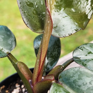 Philodendron Black Cardinal, 4 inch Pot, Live Plant, Indoor Air Purifier, unique leaf image 6