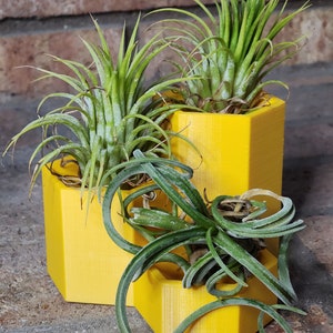 May include: Three yellow hexagonal planters with air plants growing inside. The planters are stacked on top of each other.