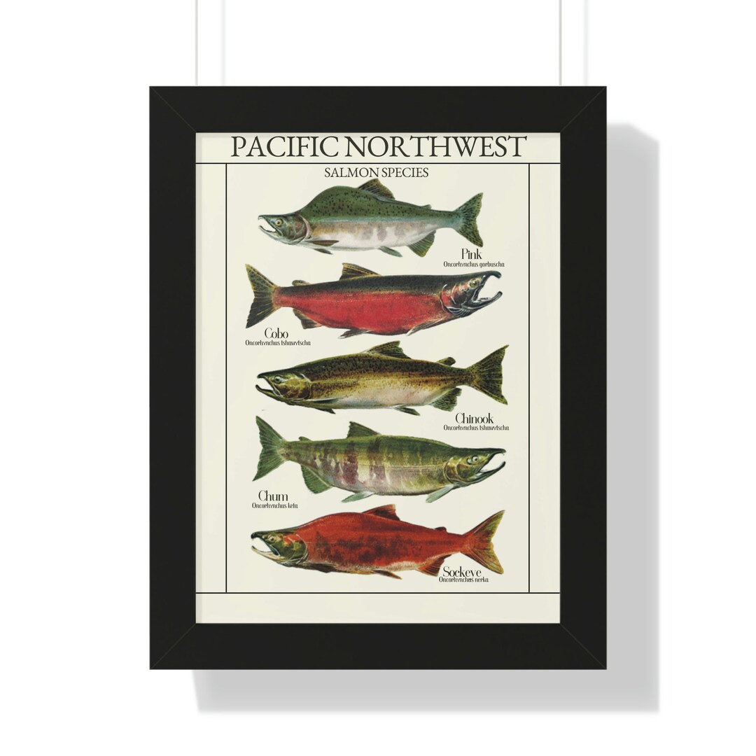 Pacific Northwest Fish Print Fishing Wall Art Salmon Print Etsy