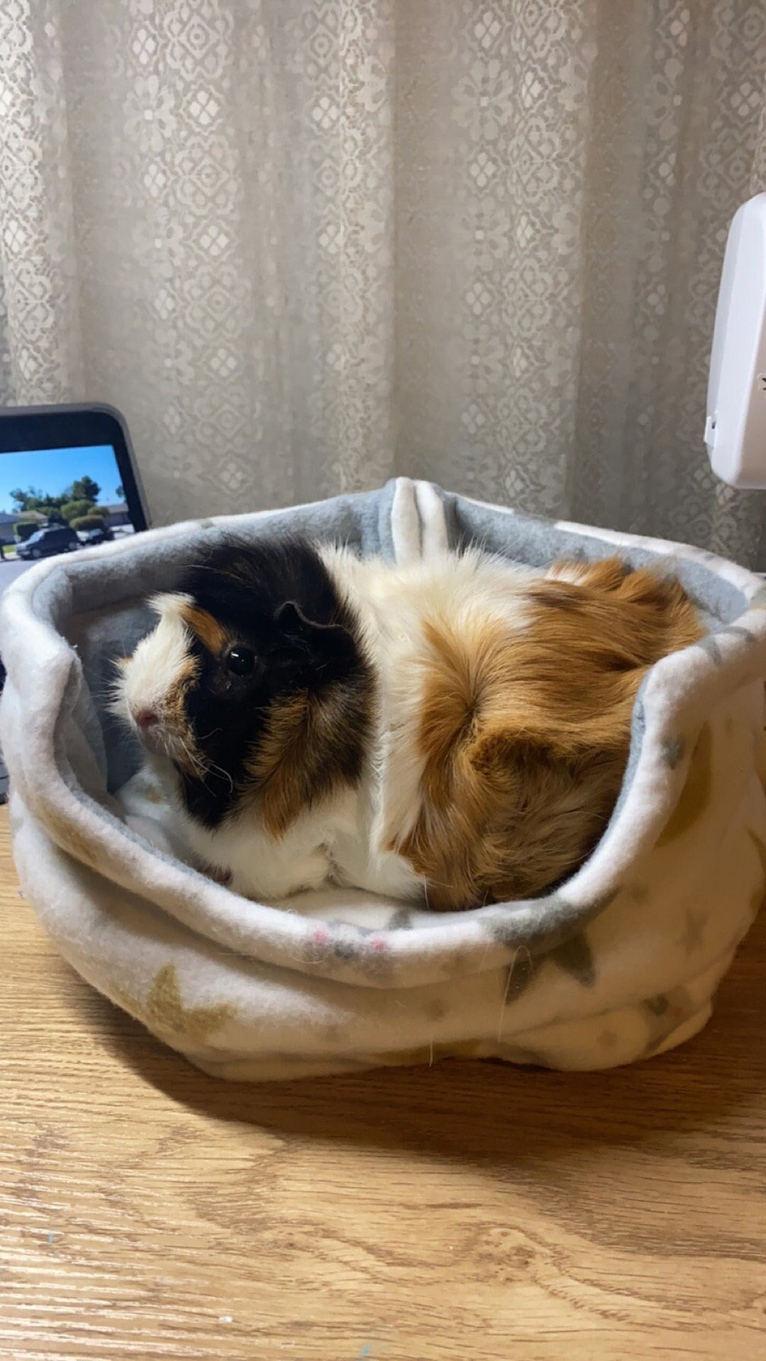 Cuddle Cups Perfect for Guinea Pigs Etsy