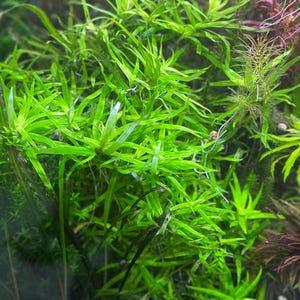 May include: A close-up of a vibrant green aquatic plant with long, thin leaves. The plant is growing in a dense cluster, creating a lush and textured appearance.