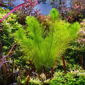 May include: A vibrant, bright green aquatic plant with feathery, needle-like foliage stands prominently in the center of a lush, densely planted aquarium. Surrounding it are various other aquatic plants in shades of deep red, brown, and green.