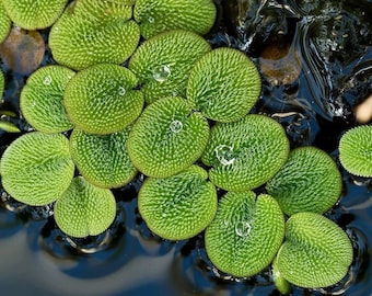 40+ Salvinia Minima Live Floating Aquarium Plant | Freshwater Pond & Shrimp Tank Plant