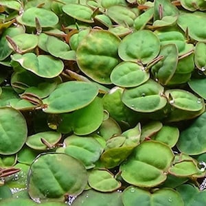 May include: A close-up view of a collection of small, round, green leaves with reddish-brown stems. The leaves are densely packed together, creating a lush, textured surface. Some leaves have water droplets.