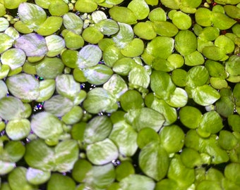 40+ Giant Duckweed, Spirodela polyrhiza LiveFloating Plants for Pond /Aquarium