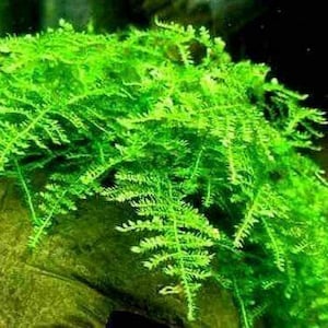 May include: A close-up of a vibrant green aquatic plant with feathery leaves, commonly used in aquariums and fish tanks.