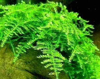 2 OZ Cup Java Moss Live Aquarium Plant | Taxiphyllum barbieri | Easy Moss for Shrimp Tanks