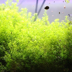 May include: A dense cluster of bright green aquatic plants with small, oval-shaped leaves growing in an aquarium. Several small, slender fish and tiny snails are visible swimming and moving among the lush, vibrant green stems and foliage.