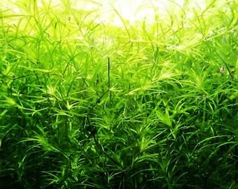 10+ Stems Guppy Grass (Najas Guadalupensis) - Vibrant Aquatic Plant for Tanks
