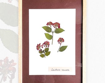 Herbarium - pressed flower -Lautana