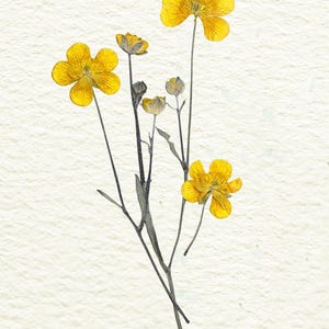 Collection of Pressed Native British Wild Flowers, One for Each Month ...