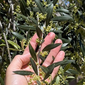 新鮮なオーガニックオリーブの葉 50g - Olea Europaea