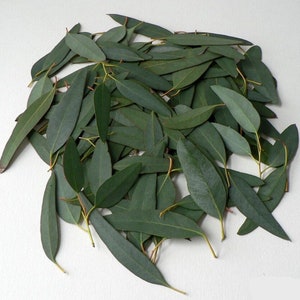 Fresh Organic Eucalyptus Leaves 50g - Eucalyptus Globulus L.