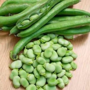 May include: A pile of fresh, green fava beans, also known as broad beans, next to a bunch of green fava bean pods.