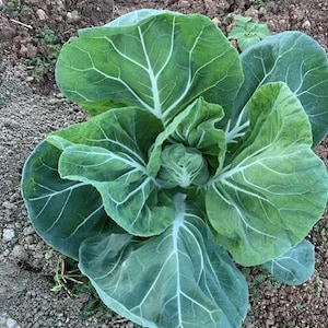 Couve Penca de Chaves Portuguesa/Cabbage (Heirloom) 200+ seeds - Brassica Oleracea