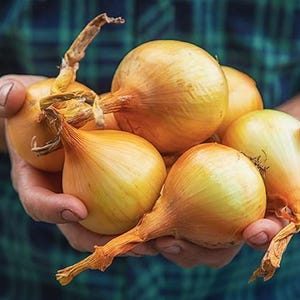 Puede incluir: Una persona sostiene un manojo de cebollas amarillas en sus manos. Las cebollas son frescas y tienen una piel marrón.