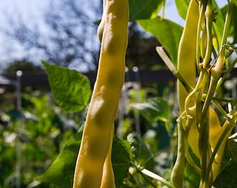 Feijão Manteiga Anão Grão/Bush Snap Bean (Heirloom) 20+ semillas - Phaseolus vulgaris