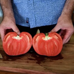 Coração de Boi/Oxheart Tomato (Heirloom) 50+ Seeds - Solanum Lycopersicum