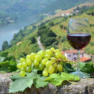 Frische Weinblätter 150g - Vitis Vinifera