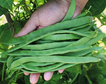 Feijão Bencanta Trepar-Vagem/Pole Bean (Heirloom) 20+ semillas - Phaseolus Vulgaris